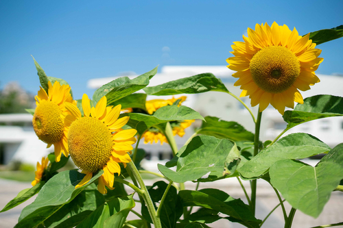 tournesol.jpg